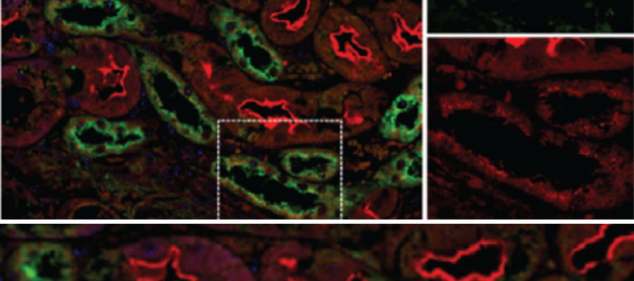 kidney scientific microscope image