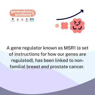 A gene regulator known as MSR1 (a set of instructions for how our genes are regulated), has been linked to non-familial breast and prostate cancer. 